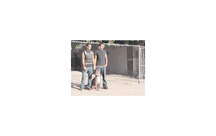 PIT BULLS Y CONVICTOS