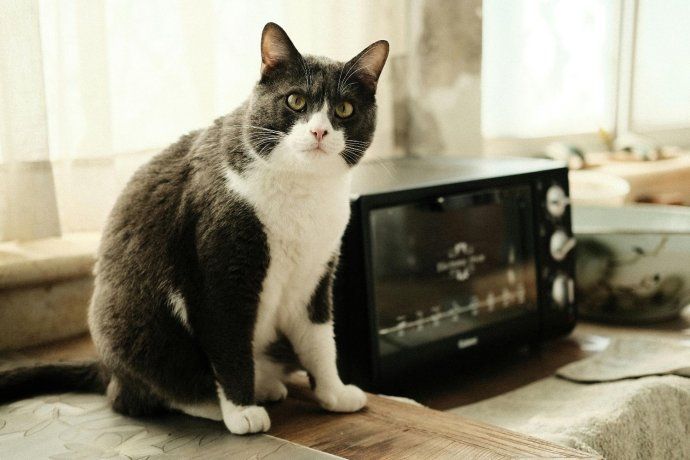 Tu gato busca una fuente de calor estable en los meses más fríos. Tu gato busca una fuente de calor estable en los meses más fríos.