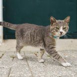 Los gatos viven más debido a una simple razón. Los gatos viven más debido a una simple razón.