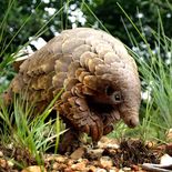 el mamifero mas traficado del mundo es un oso hormiguero con propiedades curativas el mamifero mas traficado del mundo es un oso hormiguero con propiedades curativas