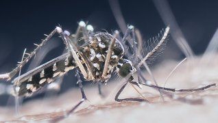 Aseguran que el mosquito que transmite el dengue se ha adaptado al invierno.&nbsp;