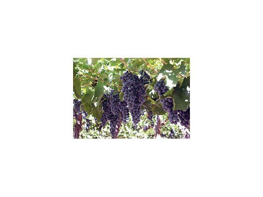 Con cuatro millones de hectáreas, la Argentina ocupa el segundo lugar mundial entre países productores de orgánicos. Uvas y mostos en Mendoza son algunos de los cultivos que se generan bajo esta modalidad.