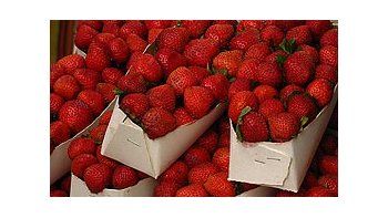 Entregan préstamos a pequeños productores de frutilla tucumanos