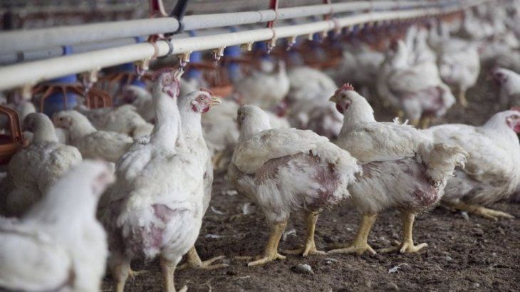 China es un socio estratégico para la carne aviar argentina. China es un socio estratégico para la carne aviar argentina.