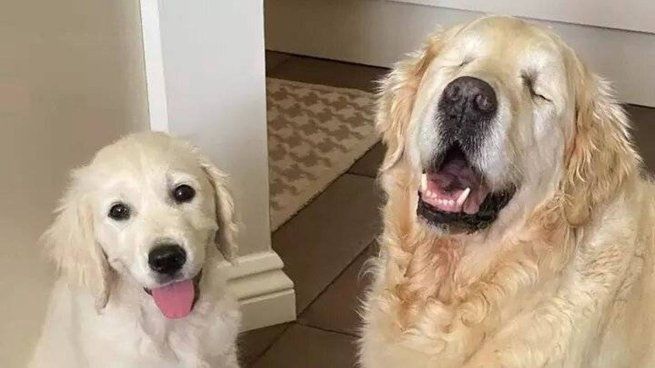 Este grupo de estudiantes tuvo una idea increíble para ayudar a los perros con ceguera.