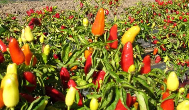 Este tipo de ají que se produce en Tucumán se exportó por primera vez a la UE, el pasado 1 de enero. Este tipo de ají que se produce en Tucumán se exportó por primera vez a la UE, el pasado 1 de enero.