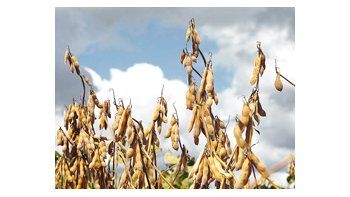 Los estados brasileños productores de granos, especialmente de soja, tendrán suficientes lluvias tras la siembra en los próximos días.