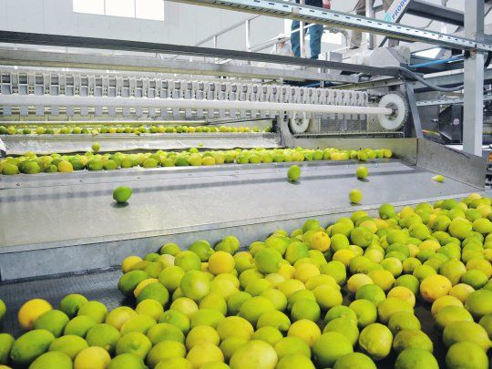 PAG8-LIMONES.jpg