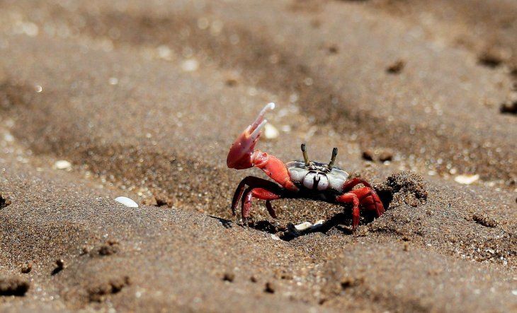 Esta tranquila playa con una reserva ecológica es ideal para ir en estas vacaciones.