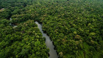 amazonas: mas de la mitad de los bosques fueron degradados por el hombre