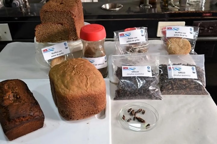 Distintas organizaciones de tecnología alimentaria crearon de forma experimental budines y pastas a partir de grillo en polvo.