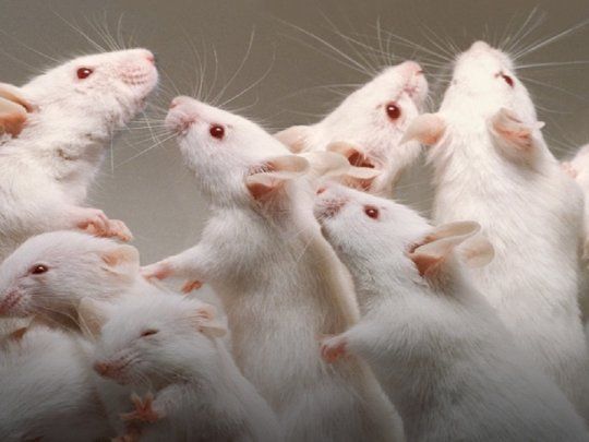 Ratones que no envejecen.&nbsp;