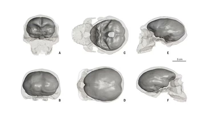 La restauración digital. La restauración digital.
