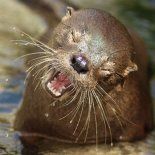 El hallazgo fue reportado en Viña del Mar, Chile El hallazgo fue reportado en Viña del Mar, Chile