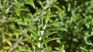 Preliminary studies suggest that the aroma of rosemary may improve working memory.