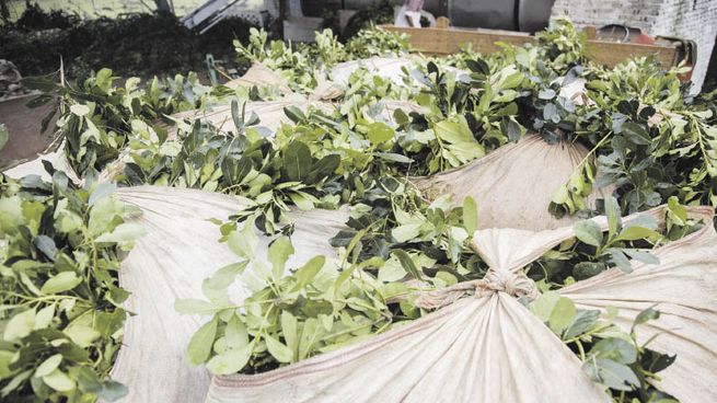 PAG19-YERBA MATE_opt.jpeg