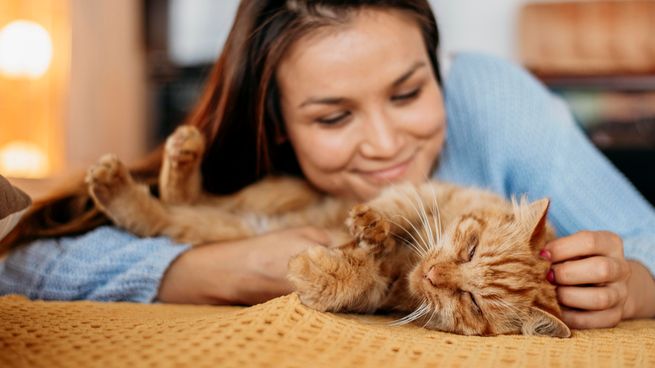 Gatos