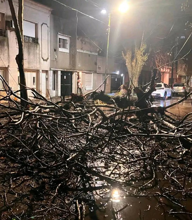 En La Plata, los vientos provocaron la caída de múltiples árboles.
