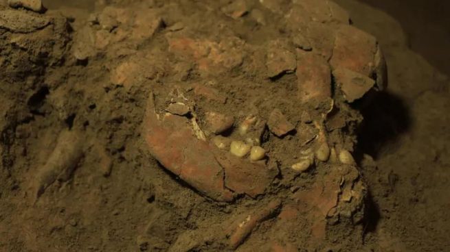 Fósil humano en Indonesia.jpg