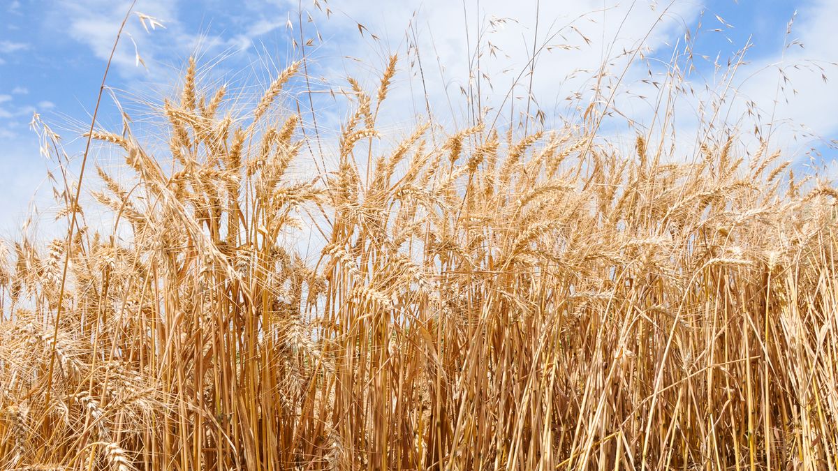Winter crop area contracted by 29.5% in 2023