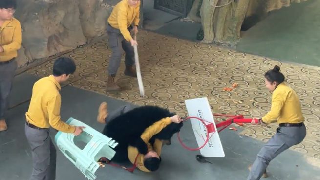 Un oso negro atacó a su cuidador en pleno espectáculo público en Hangzhou.