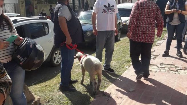 Elecciones en Corrientes: fue a votar acompañado por su oveja.