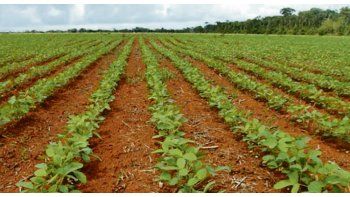 campaña carioca. Los operadores siguen de cerca el desarrollo climático en Brasil. En este momento todavía hacen falta más lluvias para continuar con la siembra de soja y para el buen desarrollo del cultivo.