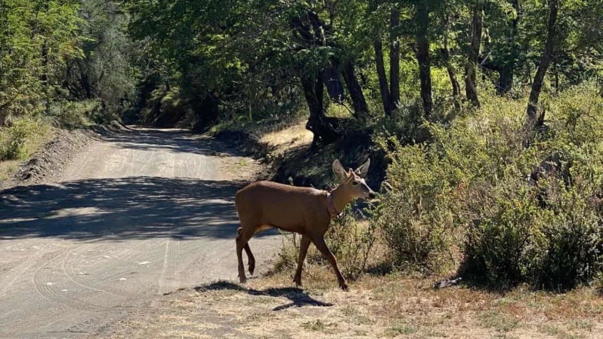 They see an emblematic animal in danger of extinction after almost 30 years in the Lanín National Park