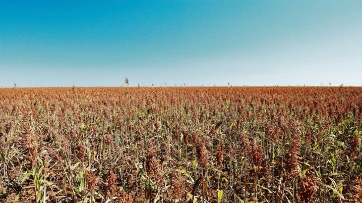 El ingreso del sorgo argentino en China generó gran expectativa por su precio competitivo.
