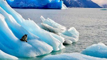 cristina kirchner compartio las imagenes de un puma en un iceberg