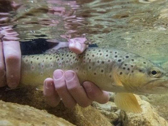 trucha silverstre marrçon.jpg