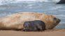 Mar del Plata: nació un elefante marino y hay un operativo de monitoreo permanente.