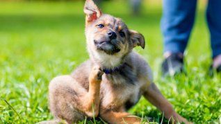 Qué hace la hidatidosis, la enfermedad que transmiten los perros y mantiene alerta a todos. 