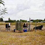 Colonia y Rocha piden la extensión de la emergencia agropecuaria. Colonia y Rocha piden la extensión de la emergencia agropecuaria.