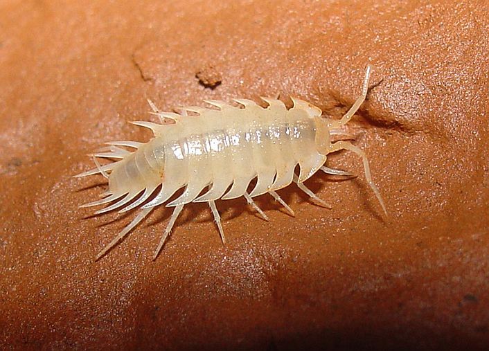 Iuiuniscus iuiuensis
