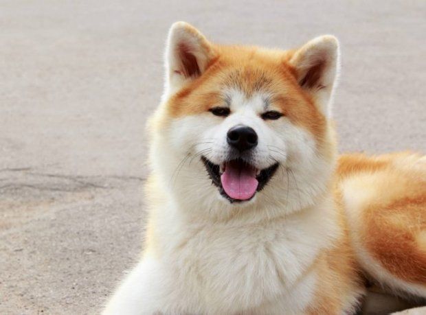 Akita Inu.