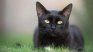 The reality about superstitions, from psychology. The reality about superstitions, from psychology.