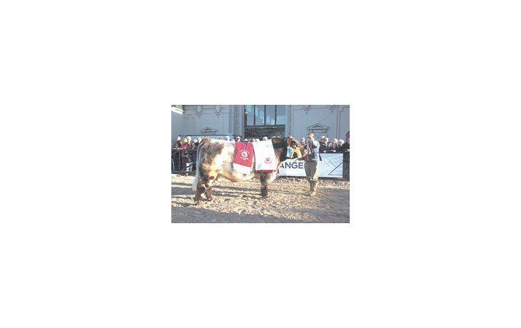 ámbito.com | El Gran Campeón Macho de la raza Shorthorn ayer en la pista de La Rural. El animal nació el 5 de enero de 2010 y corresponde a la Cabaña El Arroyo y a la Cabaña Tres Hojas SA.