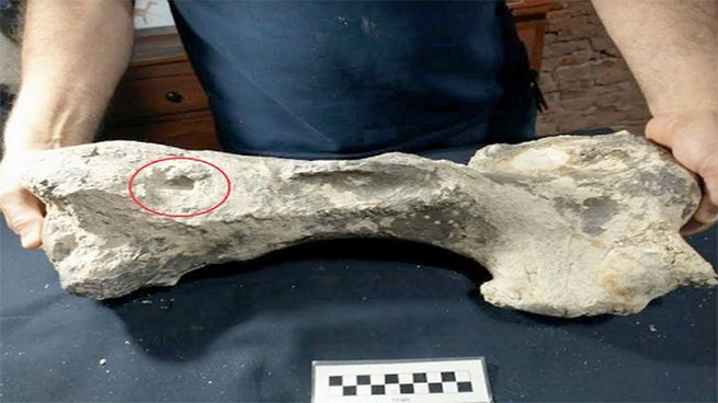 Restos fósiles en San Pedro.&nbsp;