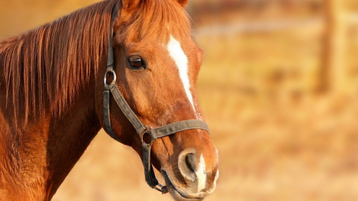 They warn that equine encephalitis is fatal in humans and announce the purchase of vaccines