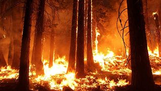 Los incendios forestales en Sudamérica generan las peores emisiones de carbono en 20 años