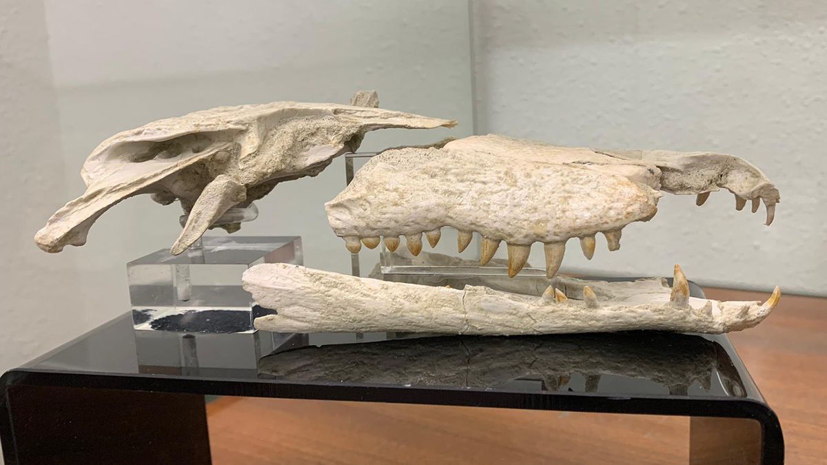New herbivorous dinosaur discovered in China