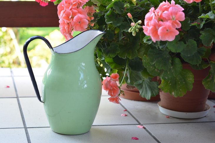 Todo lo que ten&eacute;s que saber para mantener tus plantas de la mejor manera.