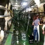 La medida fue oficializada este viernes a través de la Resolución 81/2026 de la Secretaría de Agricultura, Ganadería y Pesca del Ministerio de Economía. La medida fue oficializada este viernes a través de la Resolución 81/2026 de la Secretaría de Agricultura, Ganadería y Pesca del Ministerio de Economía.