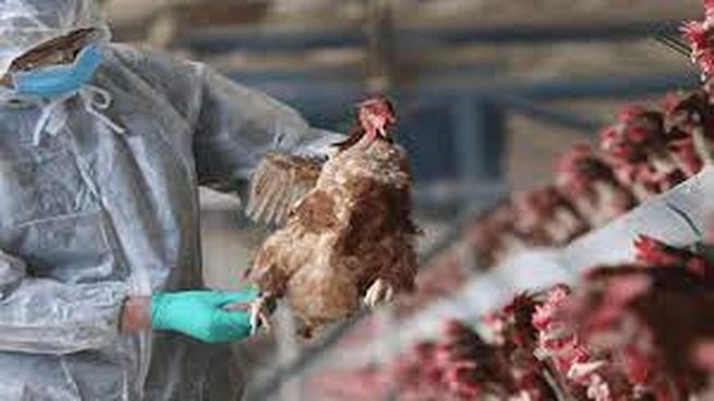 Gripe aviar: Argentina retomará exportación de productos avícolas a Uruguay
