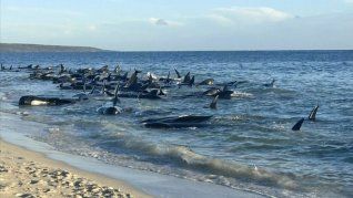 Más de 160 ballenas quedaron varadas en la costa de Australia.