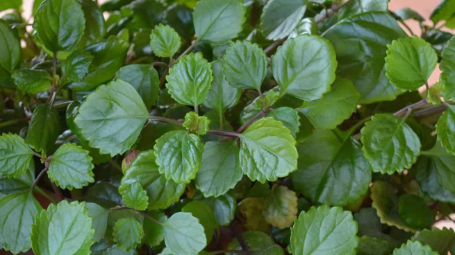 Plantas que Promueven la Longevidad: Un Elixir Natural para una Vida Larga y Saludable