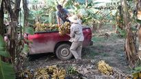 La producción bananera argentina se circunscribe a Salta, Jujuy, Formosa y Misiones, y representa apenas entre el 10% y el 15% del consumo nacional.