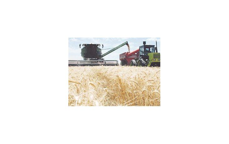 Tanto la Bolsa de Cereales como Agroindustria evaluaron que los rindes del trigo -que no tiene buena calidad- superan las expectativas en algunas zonas.