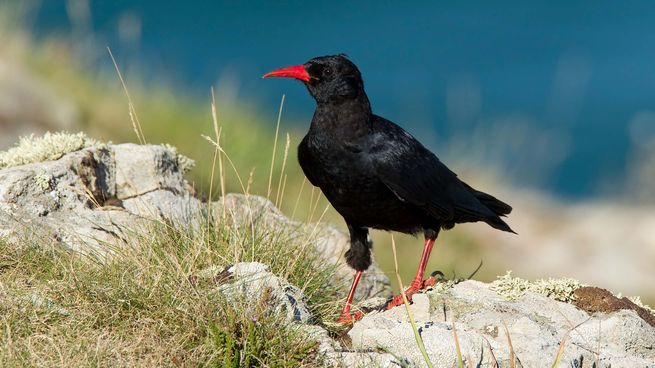 Proyecto de conservación que permitió recuperar una especie perdida en Kent.